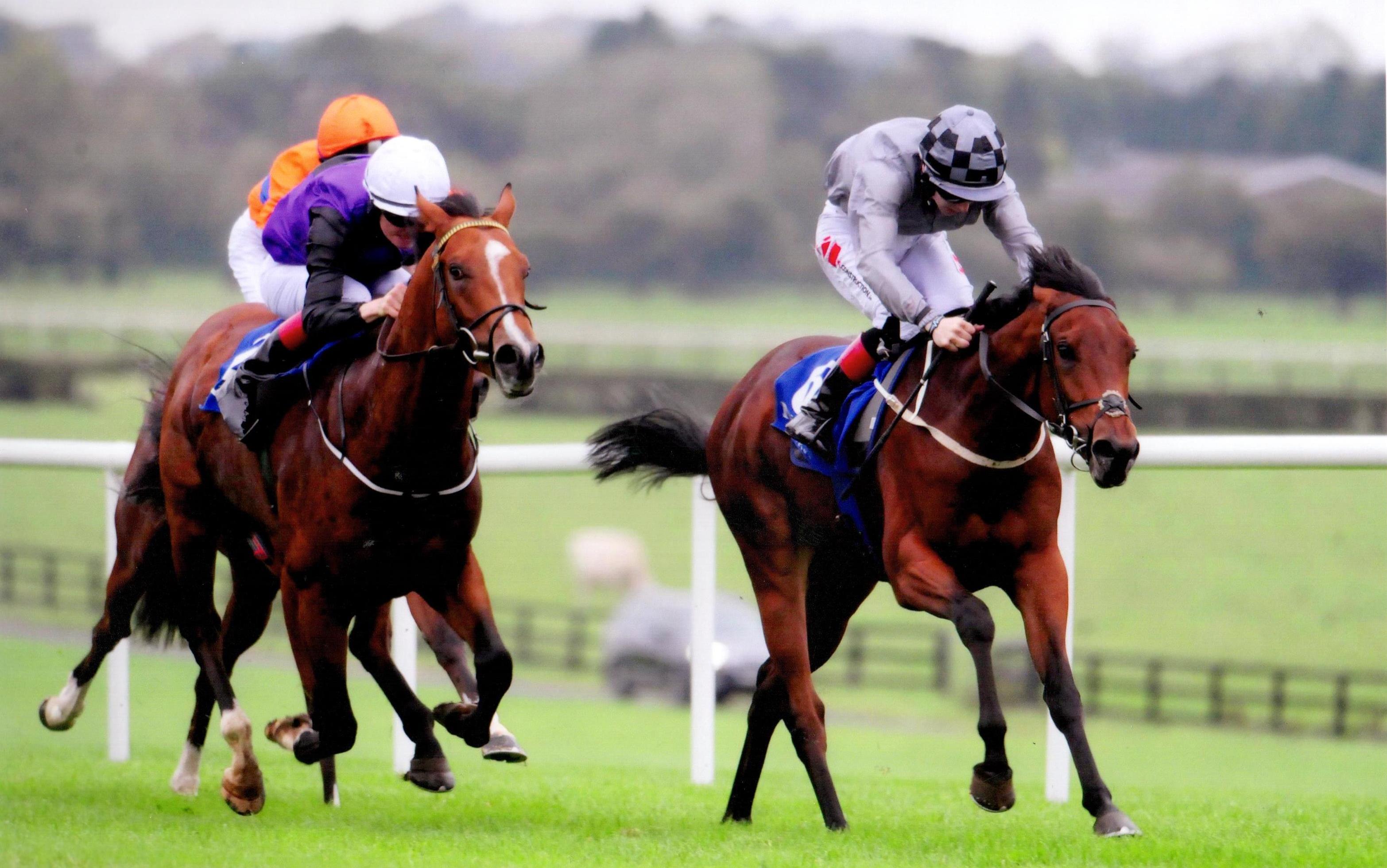 MOONLIGHT BAY battles hard to land the Birdcatcher under Colin Keane at Naas 15th October 2017